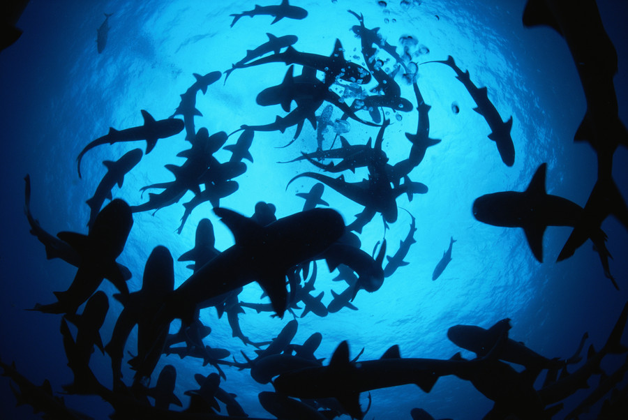10 Pop Culture Sharks for Shark Week